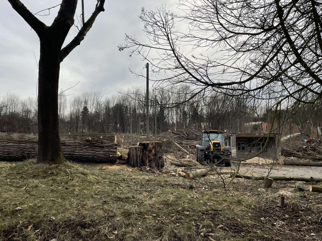 Wycinka drzew przy ul. Modrzewiowej